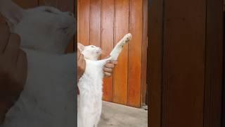 #cat