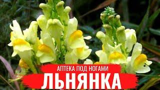 ЛЬНЯНКА /  О правилах сбора, нюансах заготовки и приготовлении полезных настоев / Аптека под ногами