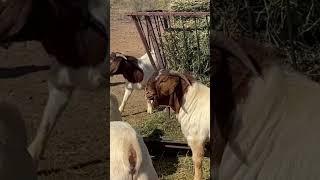 Active boer  bucks