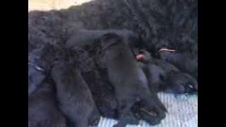 Щенки Ариадна х Сильвер, 12 дней /  PUPPIES Black Russian Terrier ! Age 12 days.