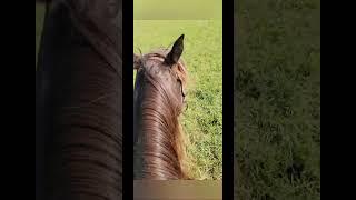 Rocky Mountain Horses and German Shepherds and Golden Retriever