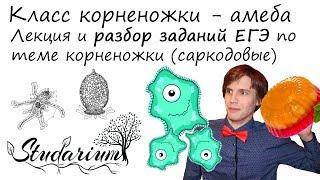 Класс корненожки, саркодовые. Амеба. Лекция и разбор заданий ЕГЭ по теме корненожки.