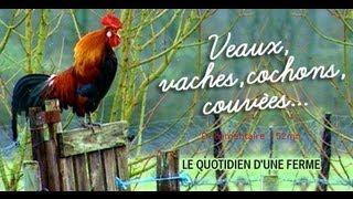 Veaux, vaches, cochons... Le quotidien d'une ferme - documentaire animalier