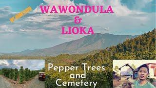 Wawondula || Lioka || Cemetery || Pepper Trees in #luwutimur