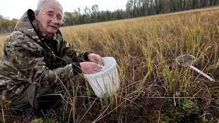 ЕДЕМ в ЛЕС.  РАСПИЛОВКА дороги. СОБИРАЕМ КЛЮКВУ.