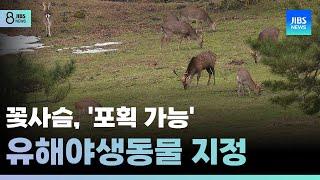 꽃사슴, '포획 가능' 유해야생동물 지정 /JIBS/제주/2025.04.28