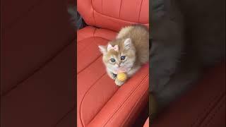 WAIT FOR ‎@TECHNICAL SaiF   #victor#pubg#bgmi#pubgshort#bgmishorts#shortclips#bgmiattitude(5)(5)(5)