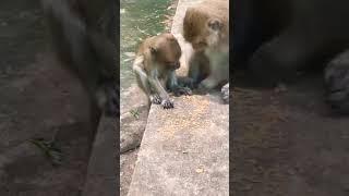 MONKEY#Mom&baby lovely monkey #so cute #viral #animals#video#short#youtube