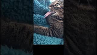 Кот явно такого не ожидал #Tik Tok #Shorts #Тик Ток #ПриколКоты #Catstiktok