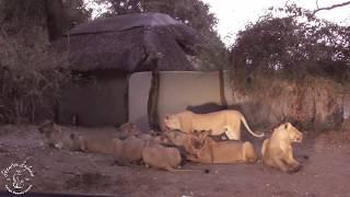 Shenton safaris: Lion kill in camp