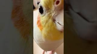 Cute Peekaboo Playtime  #cutepets #cockatielscraze #birds