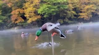 Listen To A Spinning Wing Decoy (Not Your Ordinary Decoy!)