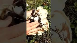 Funghi bianchi commestibili...ma attenzione!!!