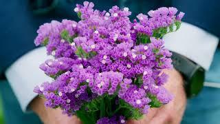 Cut flower introductions 2022- Limonium