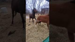 I don't think she's that smart... #horse #ottb #equestrian #youtubeshorts #shorts #fyp