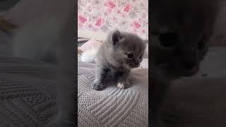 61Жизнь в Эстонии Pedro in Estonia  #shorts #cat #kitten