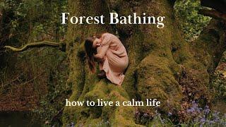 Forest Bathing - How To Find Slow Moments of Calm in a Busy Life