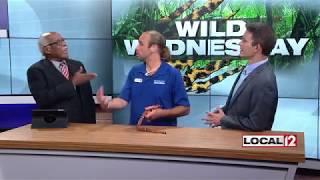 Wild Wednesday: Sinoloan milk snake