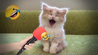  Best Cats and Dogs Videos  New Funny Animals 2024 #1