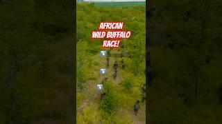 MOST STUNNING DRONE VIEWS OF AFRICAN WILD BUFFALO!#trending #shorts