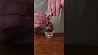 making avocado bonsai