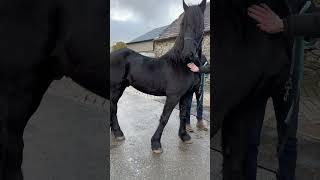 Repost without music! Rescue Friesian NERO's  arrival