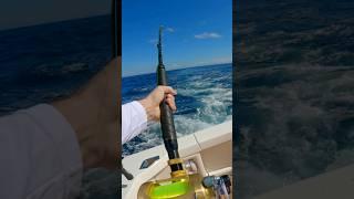 Hooking up to a Marlin off Sydney #fish #fishing #marlin #sydneyfishing #fishingaustralia #sydney