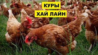 Разведение кур породы Хай Лайн как бизнес идея | Птицеводство | Куры Хай-Лайн