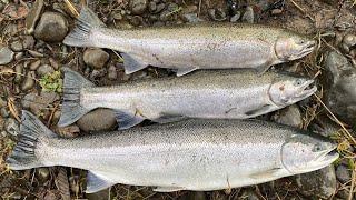 Early Coastal Winter Steelhead LIMITS! | BOBBER DOWN | Fishing the PNW