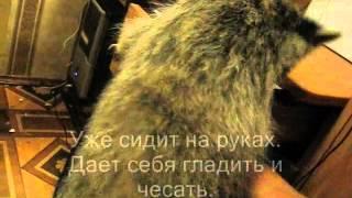 Два месяца.wmv