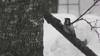 Видео от Качканарский Четверг.