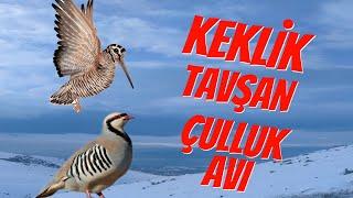 Keklik, Çulluk(YELVE), Tavşan Avı#çulluk#harehunting  #woodcock #keklik #tavşanavı #avcı #keşfet