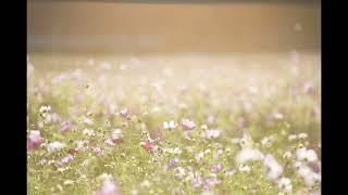 Tchaikovsky - Waltz of the Flowers 1 hour long