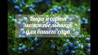 Виды и сорта можжевельников для вашего сада