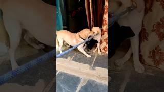 kiska matha jyada majboot hai????? #funnydog#dogshorts#shorts#comedyshorts