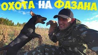 Охота на фазана с Бобби! Готовлю фазана на гриле!!!