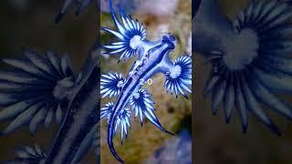 Blue Dragon vs Irukandji Box Jellyfish #shorts