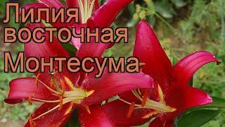 Лилия восточная Монтесума (lilium)  лилия Монтесума обзор: как сажать луковицы лилии Монтесума