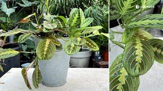 Maranta Leuconeura: Cuidados de esta hermosa planta de interior // Jardinatis