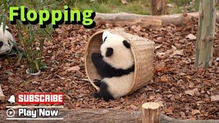 Referee! This Panda Baby Is Flopping On Court!  | iPanda