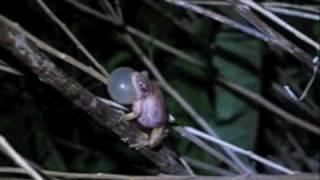 Northern Spring Peeper - Calling Male