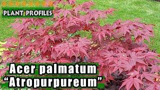 Acer palmatum 'Atropurpureum' - Purple Japanese maple | Deciduous Tree