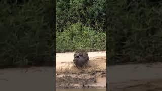 Jaguar attacks capybara #shorts AnimalTube - World of animals