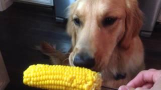 Kali eating corn on the cob.