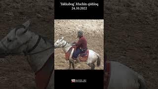 Hamid polvon Shahrisabz Suvsultondan 1 #shorts #horse #alochi #kopkari