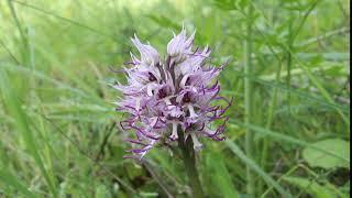 Orchis simia - Cyprus