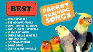 Easy Parrot Training,  Whistle Practice for Cockatiels,  Parrot Whistle Training