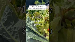 Beginner Gardening Tip | ￼spinach, kale and lettuce are cold weather crops, they don’t like heat￼