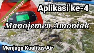 Aplikasi ke- 4 Kolam Bioflok Ikan Nila || Manajemen Amoniak || Perawatan Air Sistem Bioflok