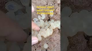 octopus eggs?super madami! #octopuseggs #viral #asmr #shorts